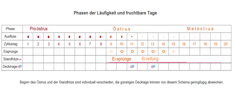 Läufigkeit