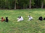 hunde im platz