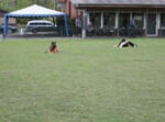 hunde warten im platz